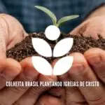 Colheita Brasil